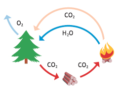 ciclo-co2-02-h20